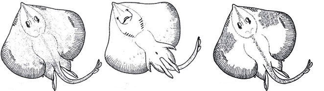 Malacoraja kreffti_02.jpg